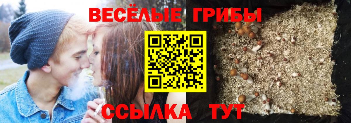 Псилоцибиновые грибы прущие грибы  Вход с VPN  Валуйки 